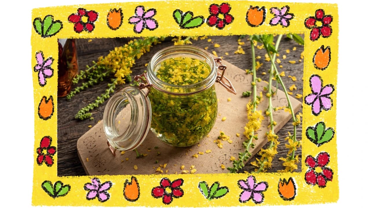 Agrimony (Agrimonia eupatoria): Benefits, Uses, and What the Evidence Shows