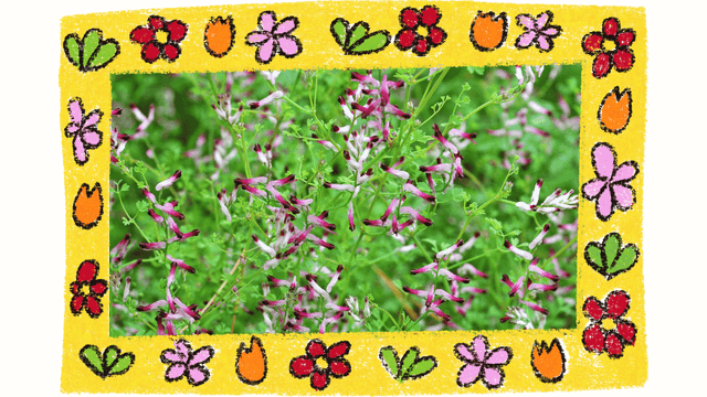 Complete Guide to Fumitory (Fumaria officinalis): Benefits, Uses, and Safety Tips