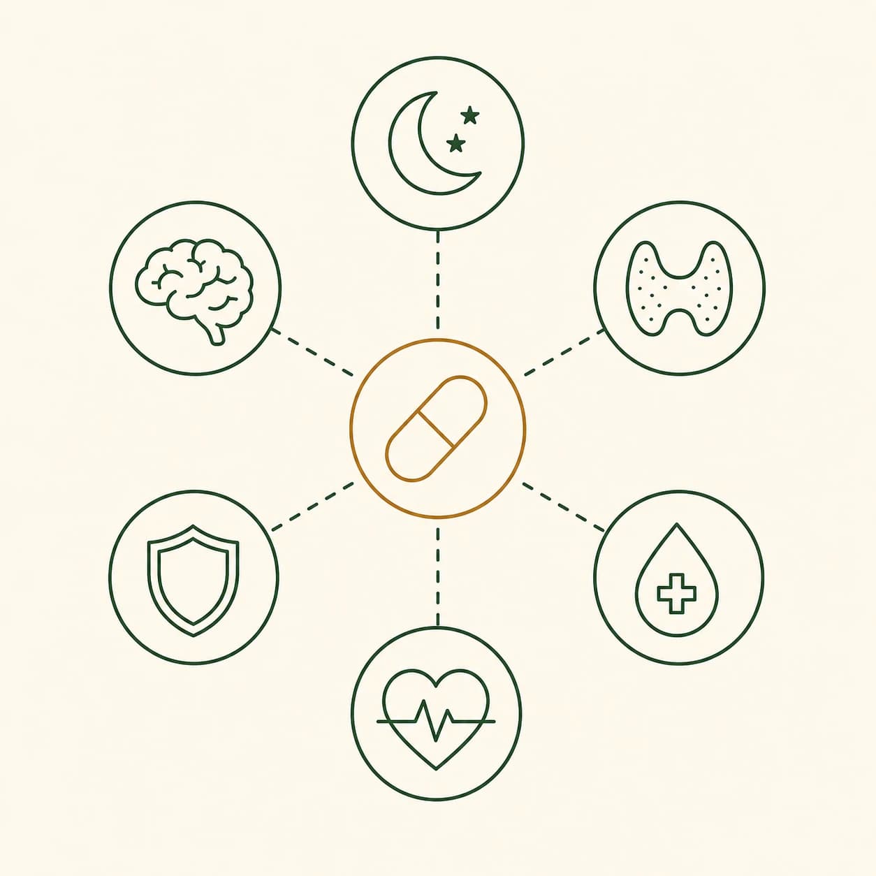 Illustrierter Überblick über Medikamentenklassen, die mit Ashwagandha interagieren könnten: Sedativa, Schilddrüsenmedikamente, Diabetesmedikamente, Blutdruckmedikamente, Immunsuppressiva, Antidepressiva