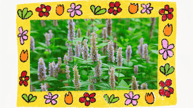 Exploring the Benefits and Uses of Korean Mint (Agastache rugosa)