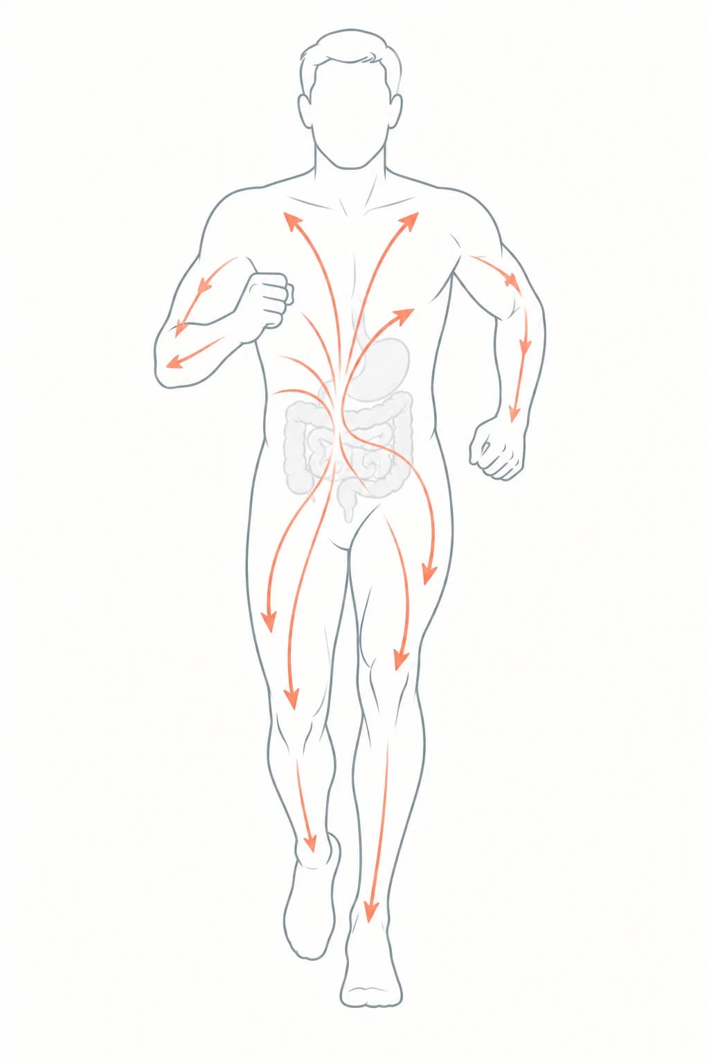 Illustration simplifiée d'une silhouette humaine montrant le sang redirigé vers les membres pendant l'exercice et éloigné de l'appareil digestif