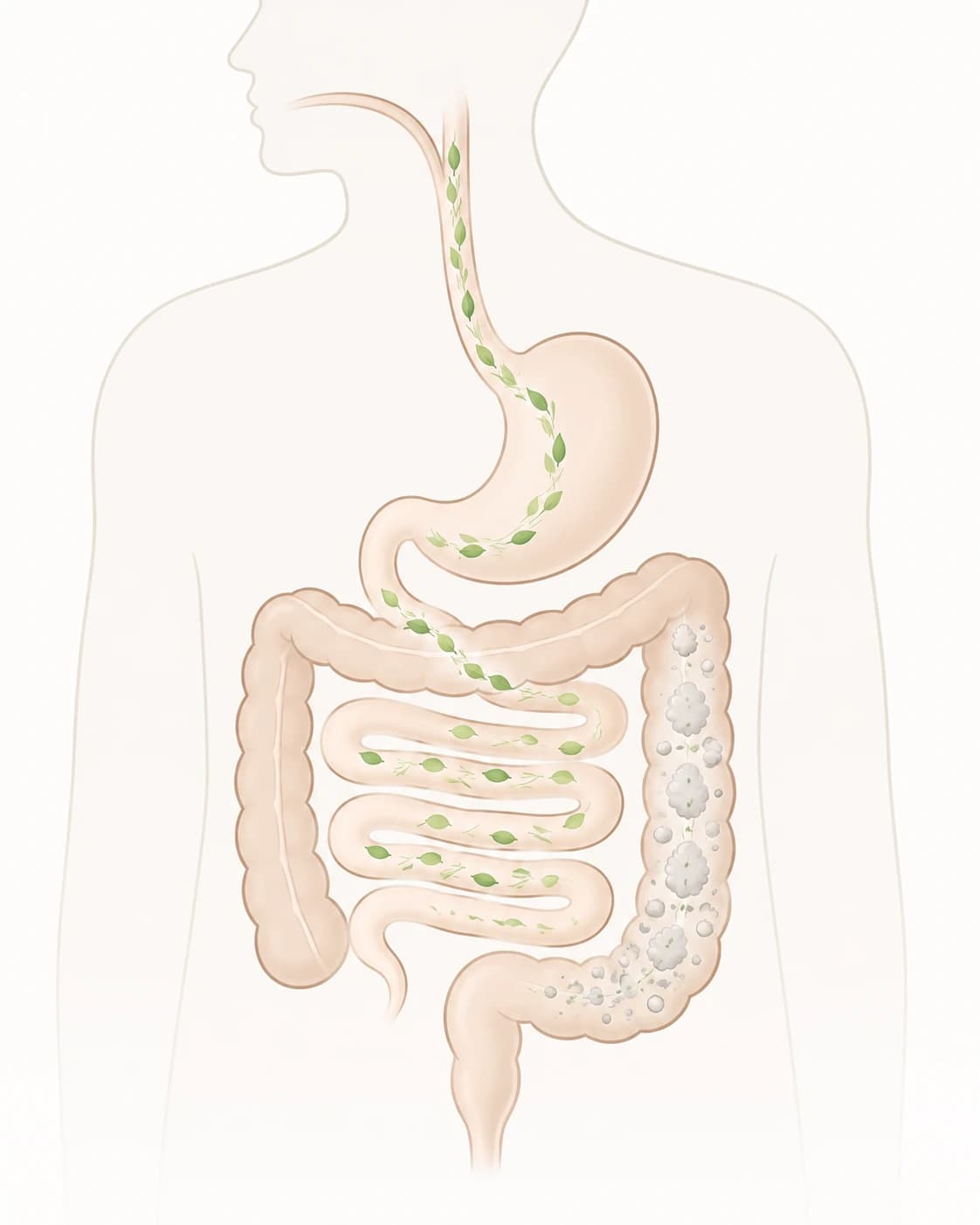 Simplified illustration of the digestive tract showing raw plant fiber passing through the small intestine intact and being fermented by bacteria once it reaches the colon