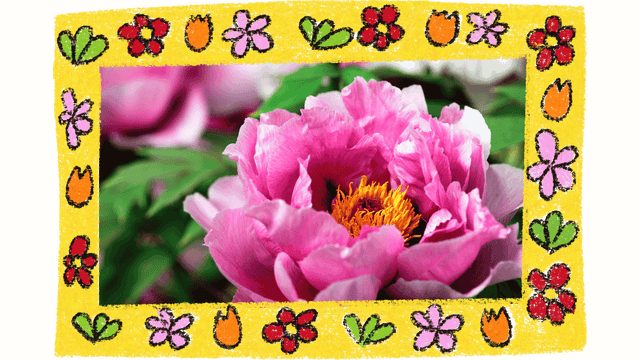 Peony: Benefits, Preparations, and Dosage Guidelines