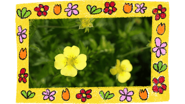 The Comprehensive Guide to Tormentil (Potentilla erecta): Benefits, Uses, and Preparations