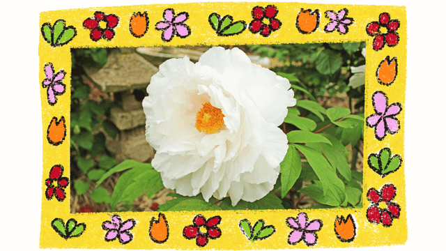 White Peony: Benefits, Preparations, and Dosage Guidelines