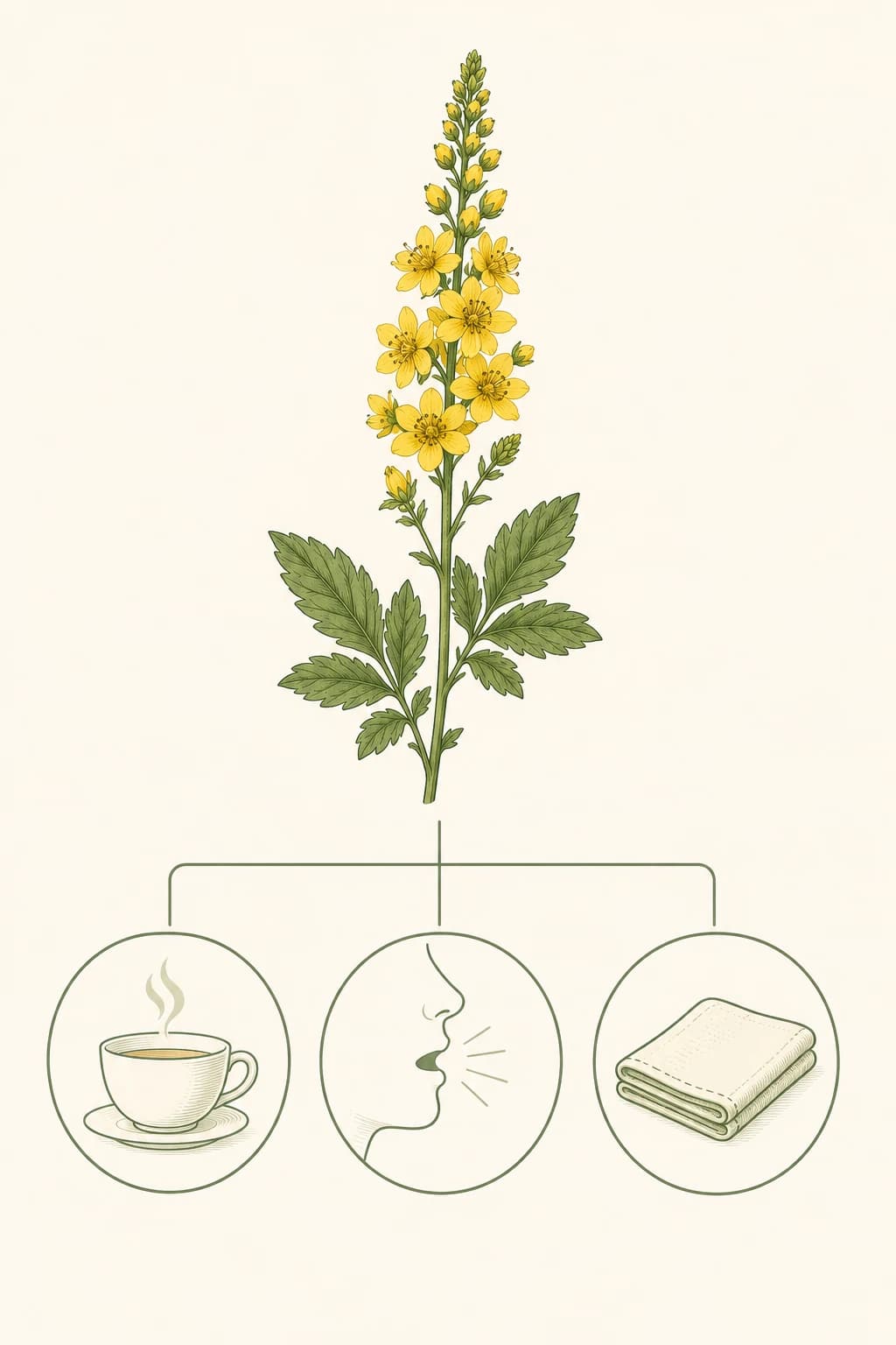 Illustration of three ways agrimony is traditionally prepared and used — as a tea, a gargle, and a topical compress