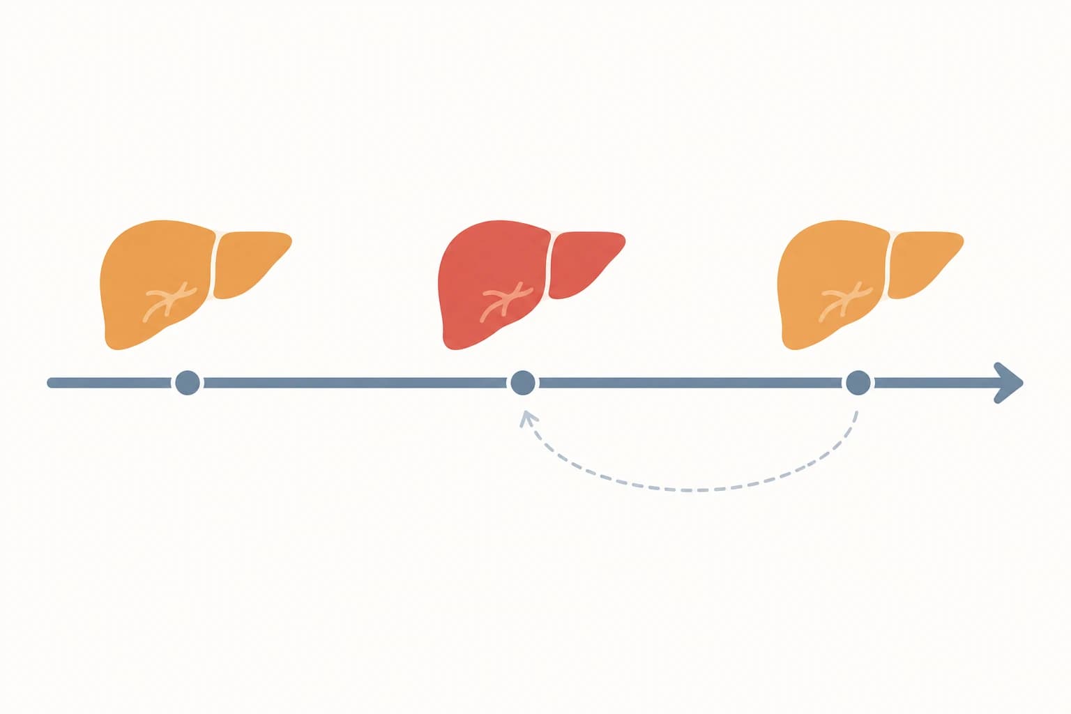 Timeline illustration showing a liver icon changing state from starting the herb, to injury onset, to recovery after stopping