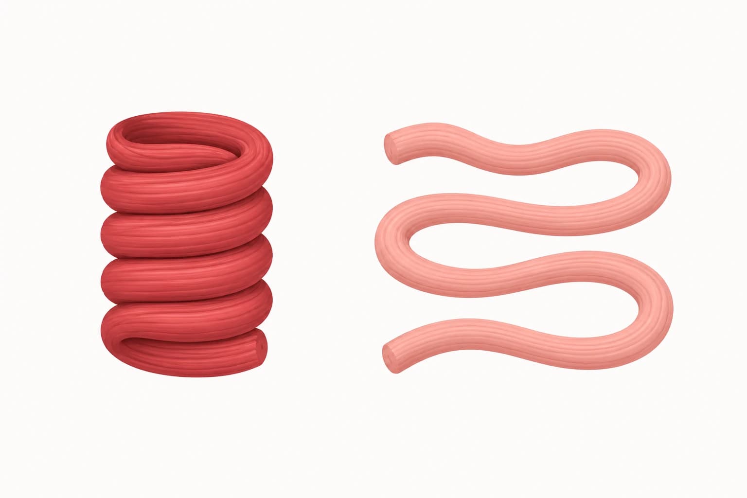 Illustration of a tense, tightly coiled muscle band next to the same band shown loose and relaxed