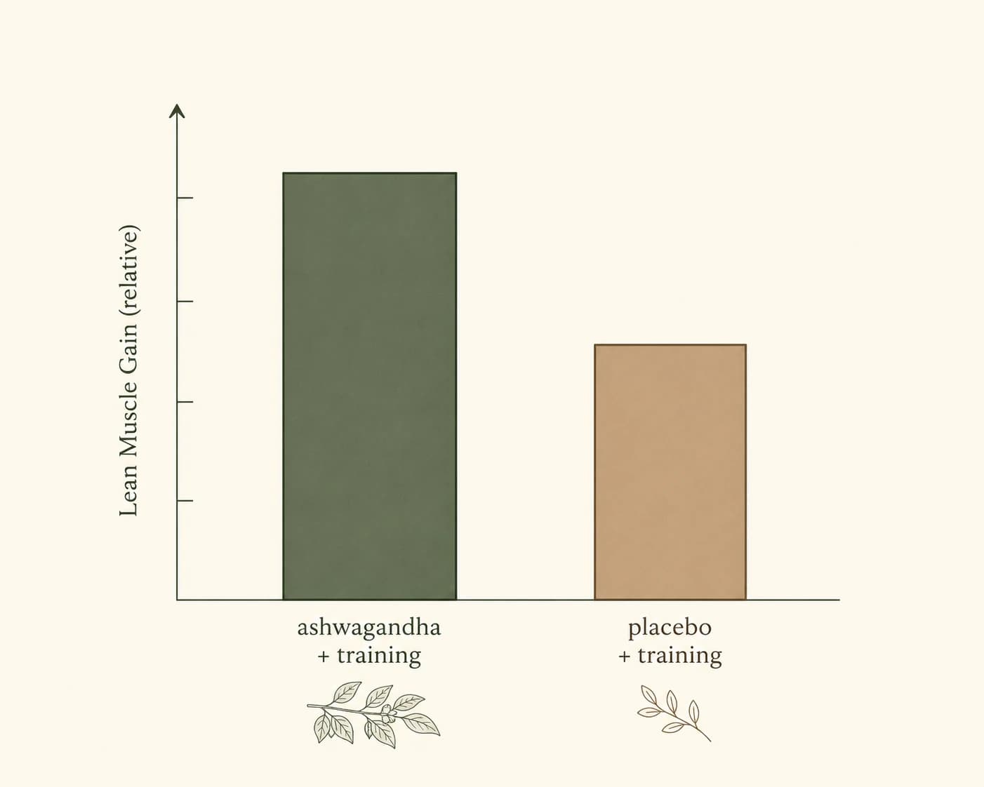 Illustration simple en graphique à barres comparant les gains de force au développé couché entre un groupe ashwagandha et un groupe placebo dans une étude d'entraînement en résistance