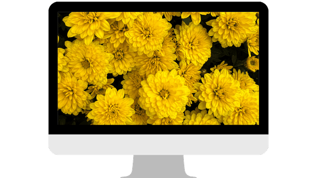 Ju Hua Herb: Benefits, Uses, and Healing Properties of Chrysanthemum Flowers