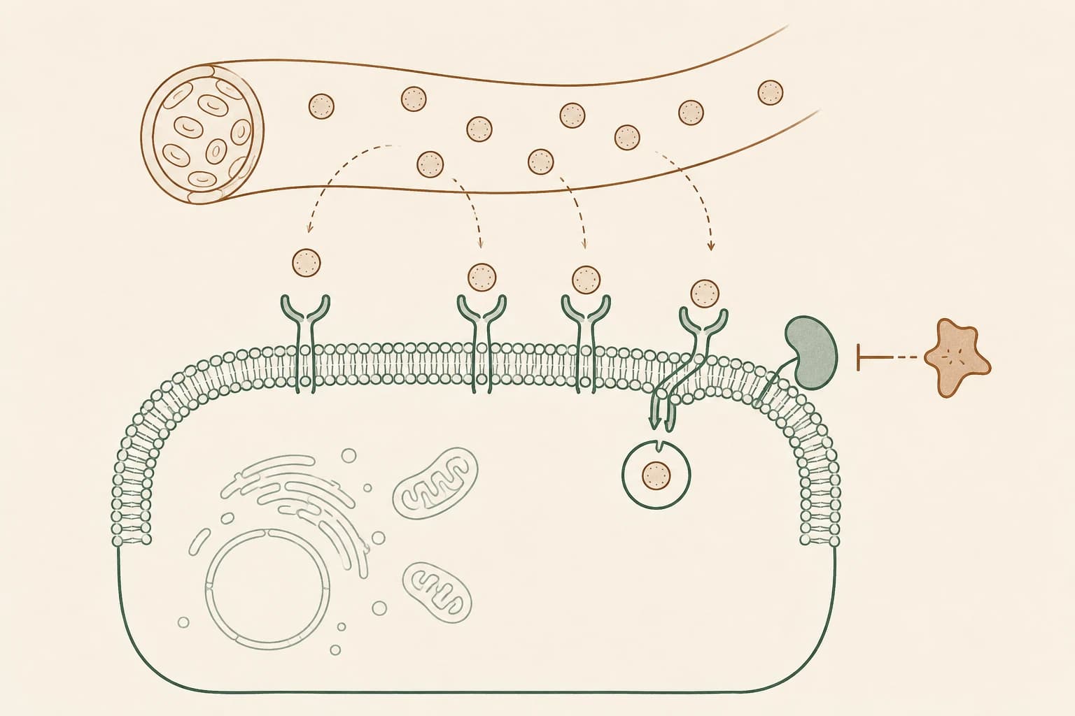 Simple line-art diagram showing a liver cell surface where blocking a PCSK9 protein allows more LDL receptors to remain and clear cholesterol from the blood