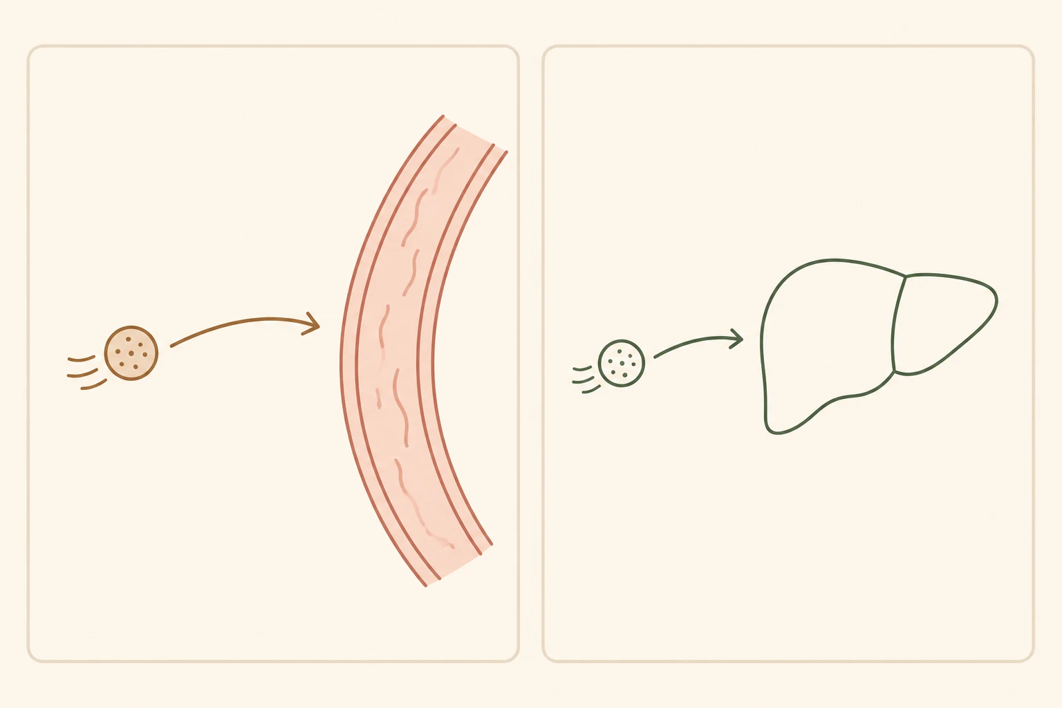 Illustration simple en deux panneaux comparant le cholestérol LDL se dirigeant vers la paroi d'une artère et le cholestérol HDL se dirigeant vers le foie
