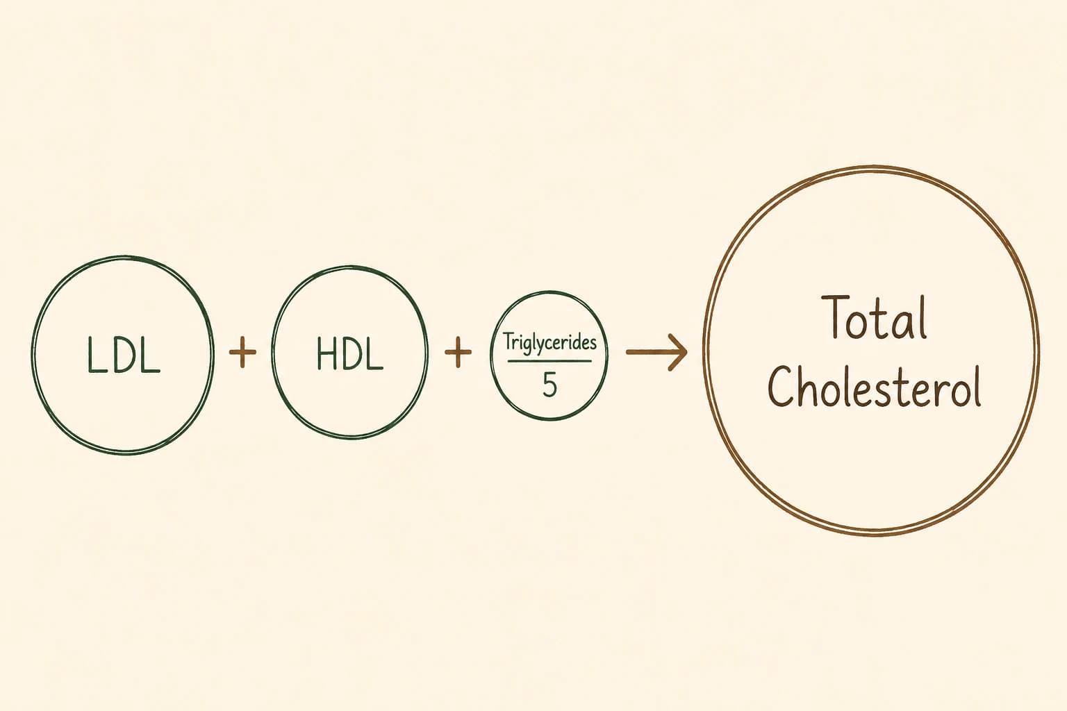Einfaches Schaubild zur Formel des Gesamtcholesterins: LDL plus HDL plus Triglyceride geteilt durch fünf