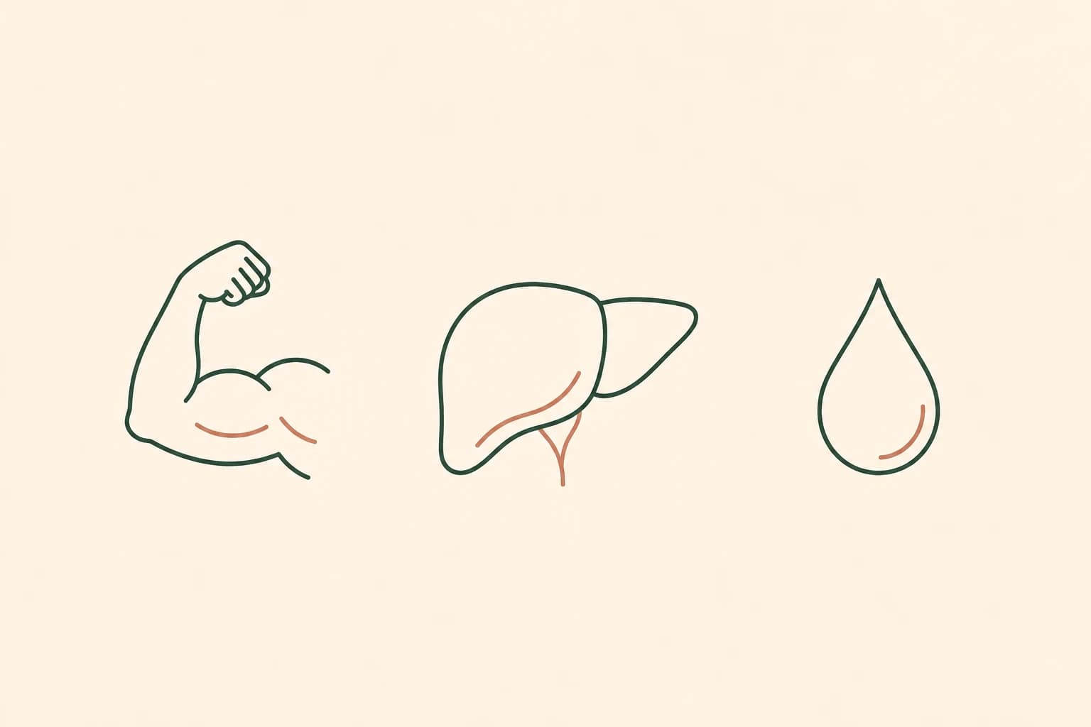 A row of simple icons representing the parts of the body statins can affect: muscles, liver, and blood sugar