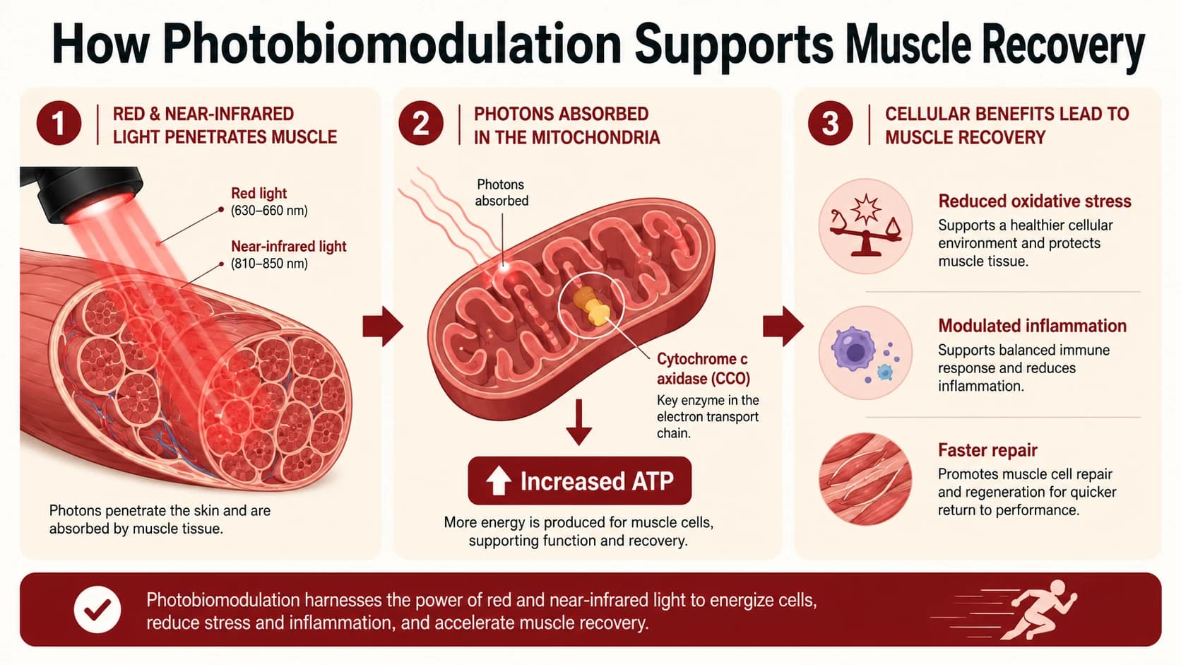 How photobiomodulation supports muscle recovery β infographic showing red and near-infrared light absorbed by mitochondrial cytochrome c oxidase, leading to ATP production and faster repair