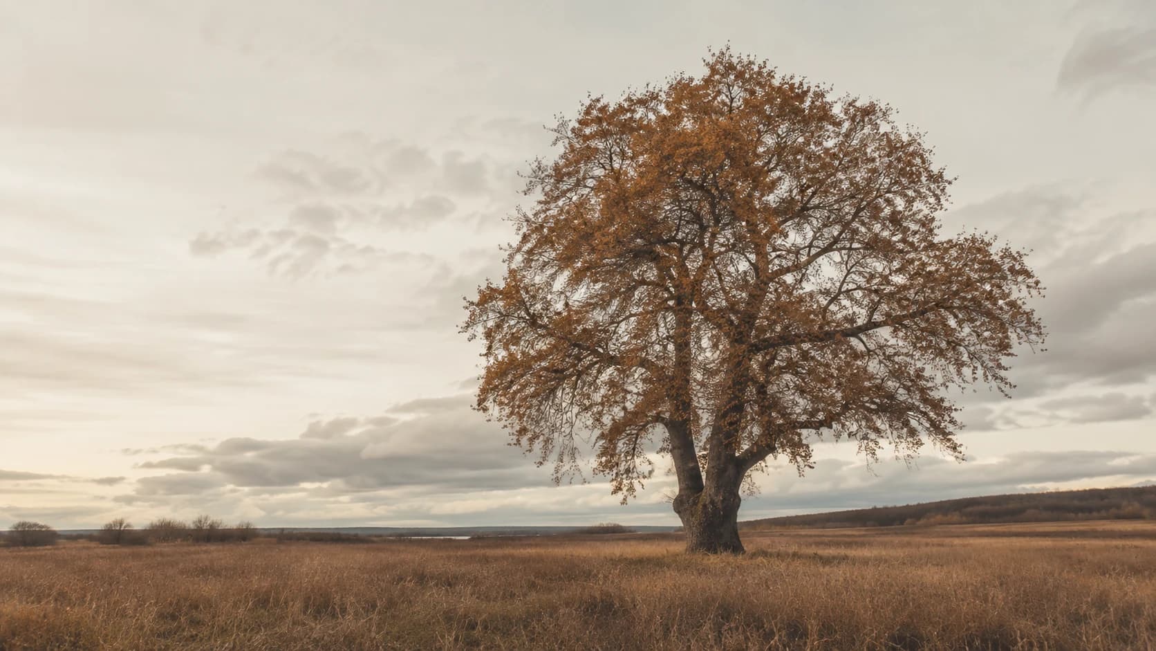 A single tree photographed against an open sky in late autumn light