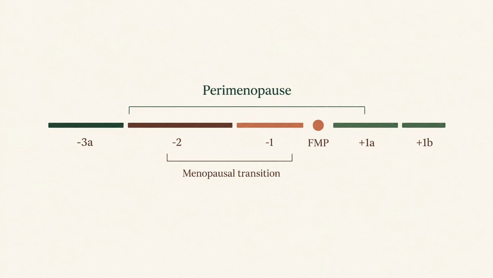 A labelled timeline of the STRAW+10 stages: six coloured segments marked β3a, β2, β1, FMP, +1a and +1b, with a bracket above showing perimenopause spanning β2 to +1a, and a bracket below showing the menopausal transition covering β2 and β1 only