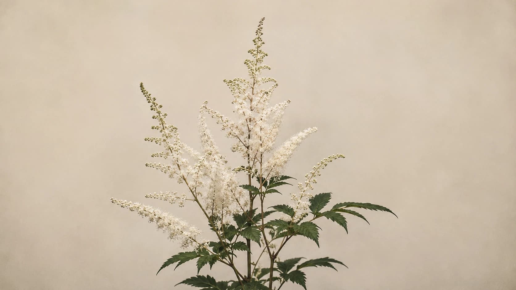 A botanical study of tall white flowering spires against a plain background