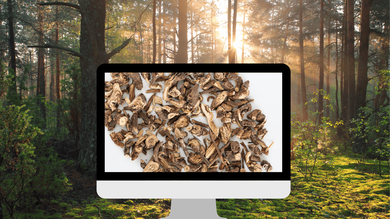 introduction to Bupleurum
