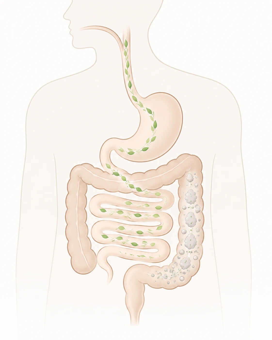 Stomach Pain After Eating Salad: Fiber, FODMAPs or Bacteria?