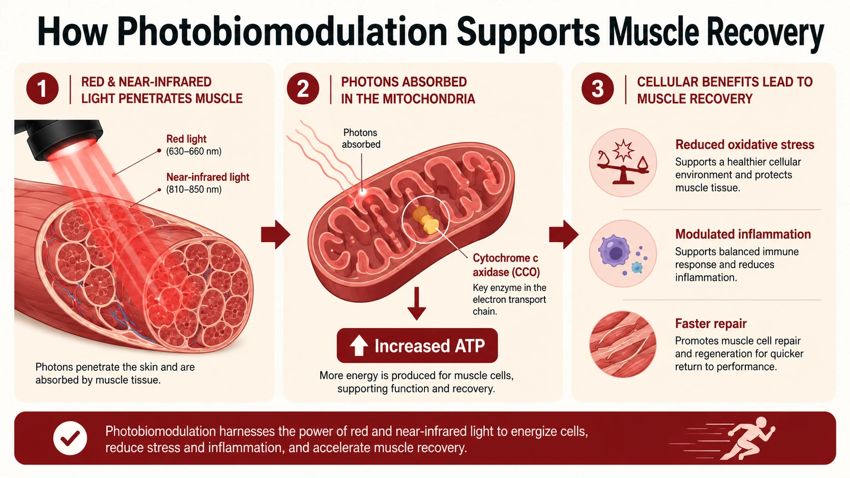 How photobiomodulation supports muscle recovery β infographic showing red and near-infrared light absorbed by mitochondrial cytochrome c oxidase, leading to ATP production and faster repair